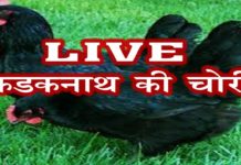 पहली बार मुर्गों की चोरी कैमरे में क़ैद