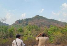 सतपुड़ा टाइगर रिजर्व में गिद्धो की गणना जारी